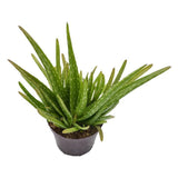 Aloe vera Sweet - 12cm