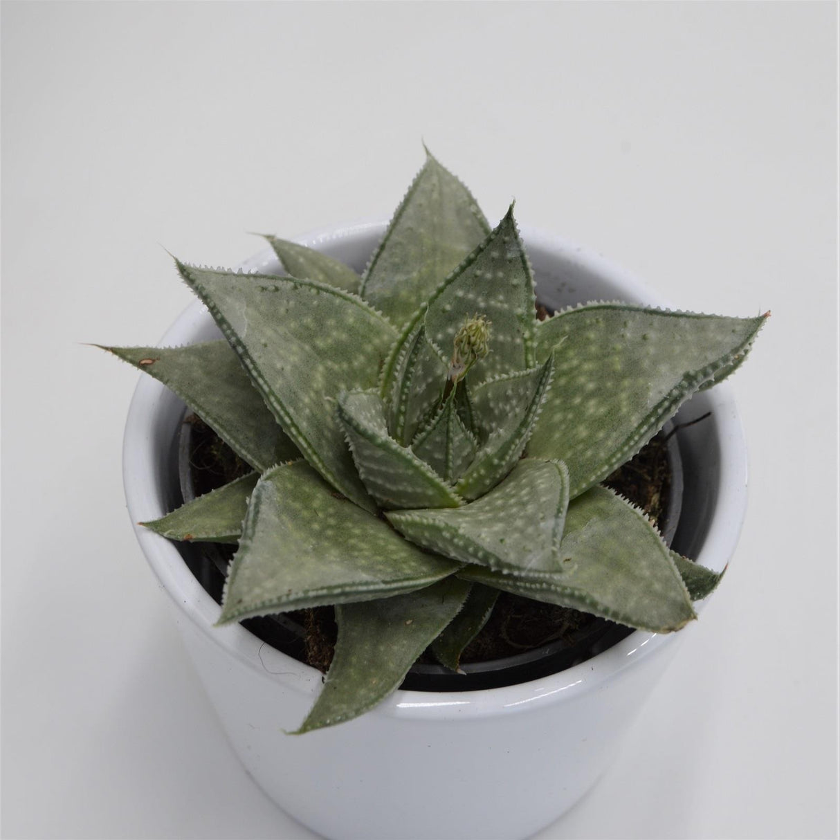 Aloe Wonder - 8,5cm