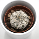 Astrophytum asterias Super Kabuto - 5,5cm