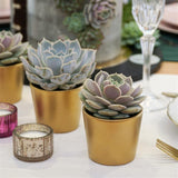 Übertopf GOLD für 6cm Sukkulenten