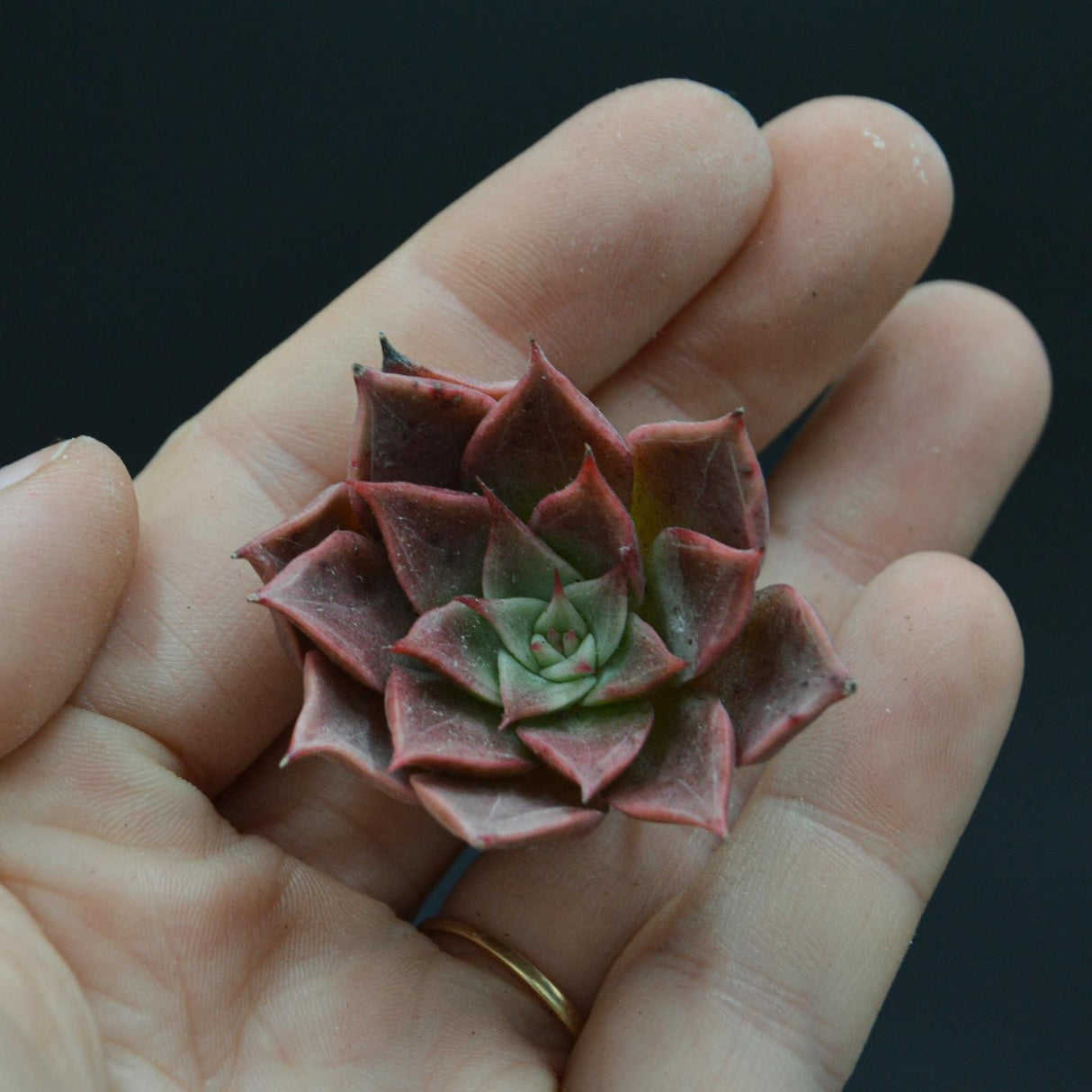 Echeveria Rosaceae