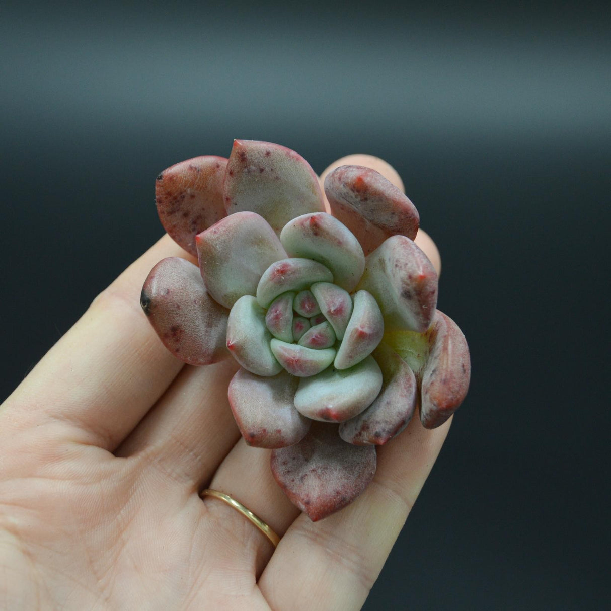 Echeveria Ariel