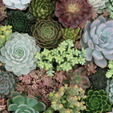 Sukkulenten Puzzle - 1000 Teile