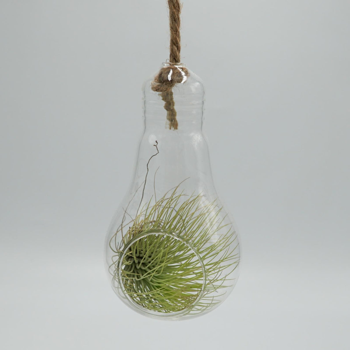 Pear-glass terrarium
