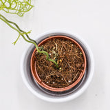 Bowiea volubilis - 5,5cm