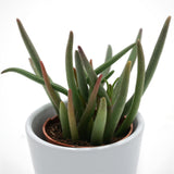 Cephalophyllum alstonii - 5,5cm