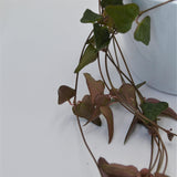 Ceropegia woodii Orange - 8cm