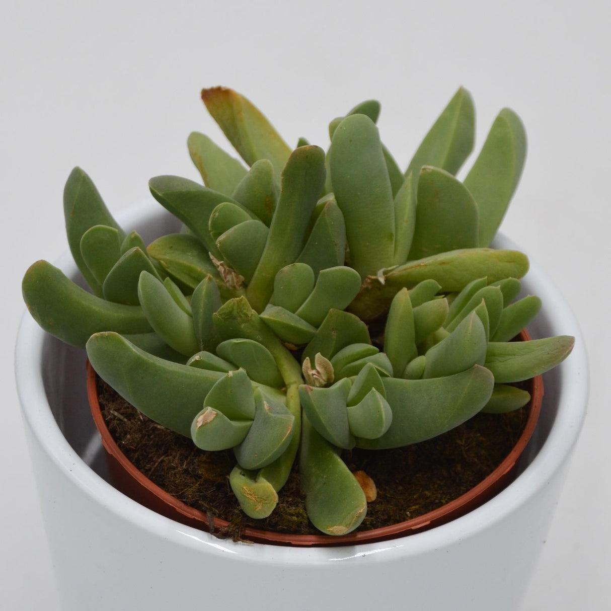 Cheiridopsis purpurea - 8.5cm