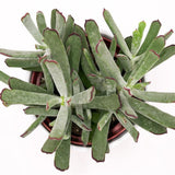 Cotyledon Octopus - 12cm