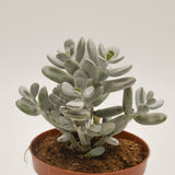 Cotyledon orbiculata - 13cm