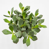 Cotyledon orbiculata Picco Coin - 12cm