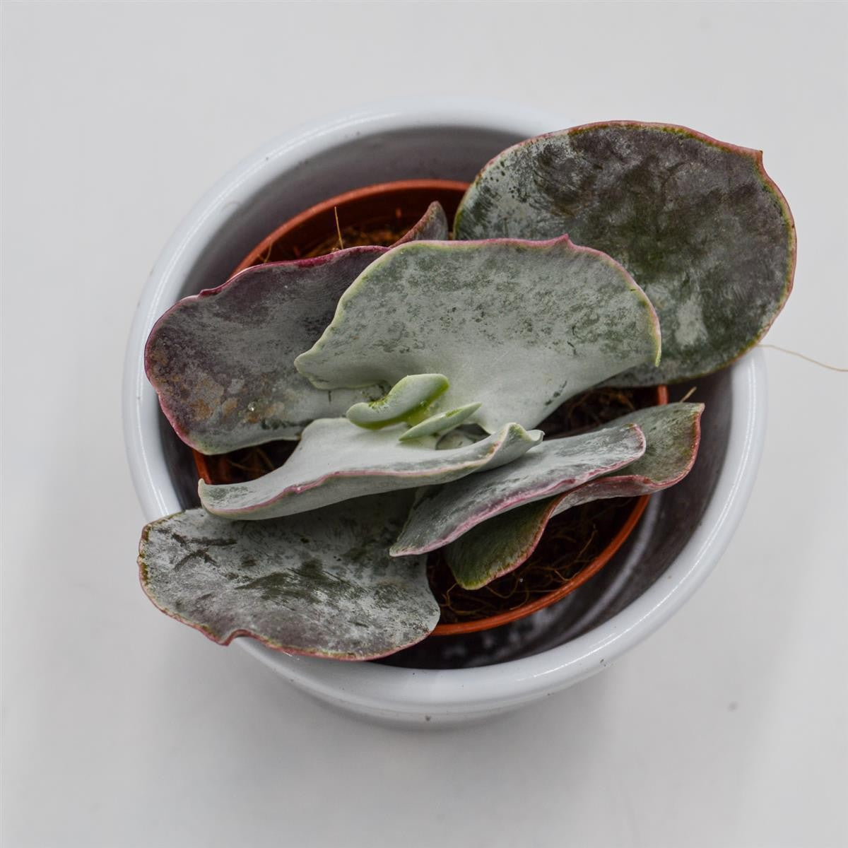 Cotyledon orbiculata Pink Leaves - 5,5cm