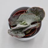 Cotyledon orbiculata Pink Leaves - 5,5cm