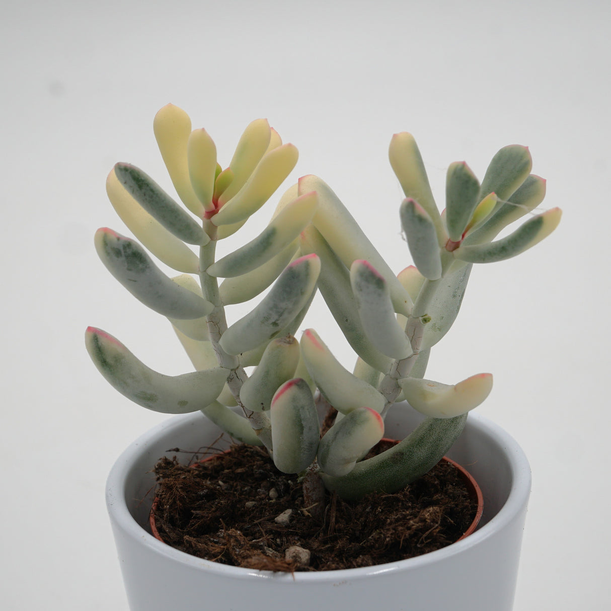Cotyledon orbiculata var. flanaganii f. variegata - 8,5cm