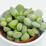 Cotyledon pendens - 5,5cm