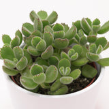 Cotyledon tomentosa - 8,5cm