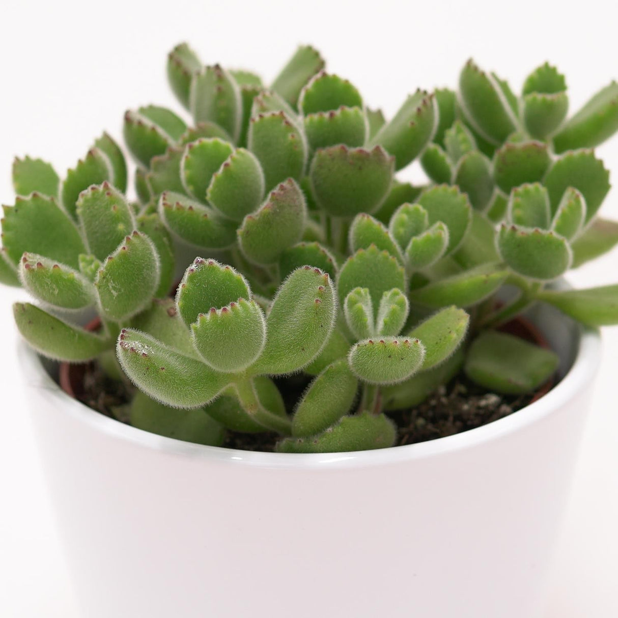 Cotyledon tomentosa - 8,5cm