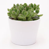 Cotyledon tomentosa - 8,5cm