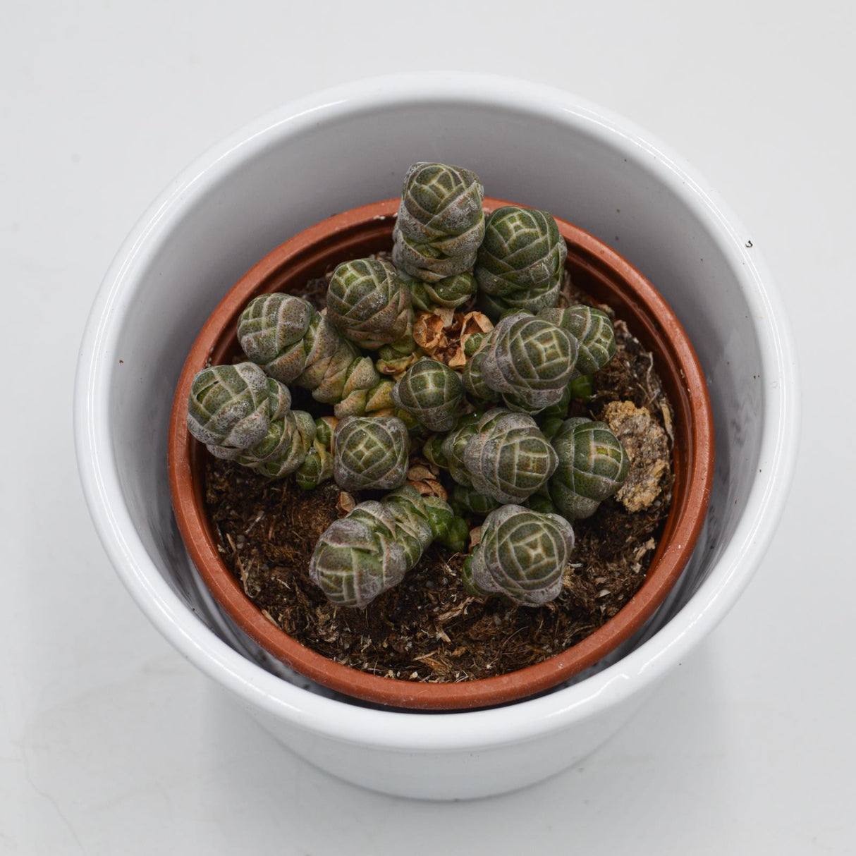 Crassula barklyi - 8,5cm