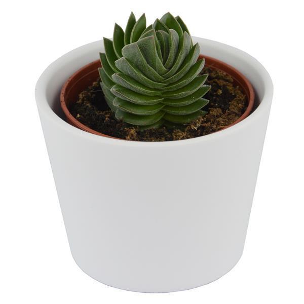 Ciao Crassula, 5 Stück
