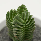 Crassula Buddha´s Temple - 6cm