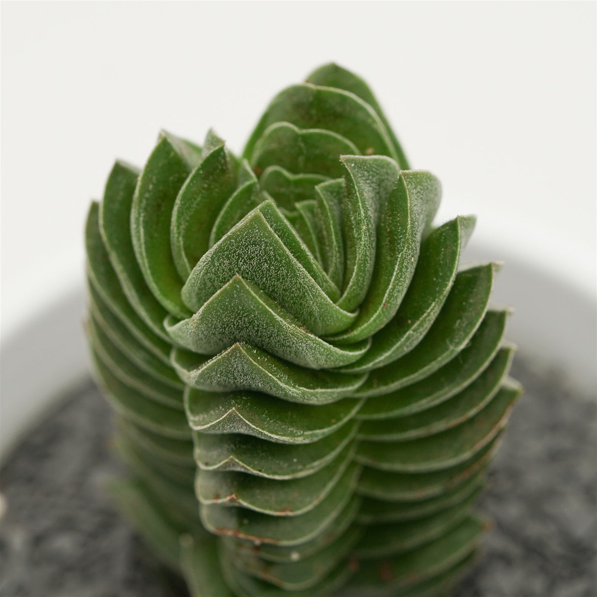 Crassula Buddha´s Temple - 6cm