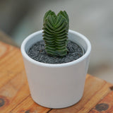 Crassula Buddha´s Temple - 6cm