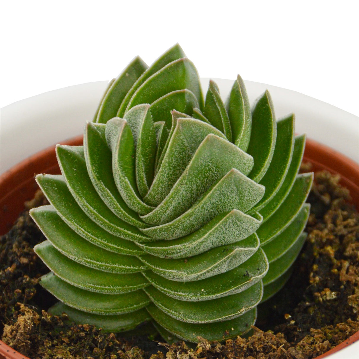 Crassula Buddha´s Temple - 6cm