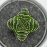 Crassula Buddha´s Temple - 6cm