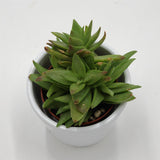 Crassula capitella - 5,5cm