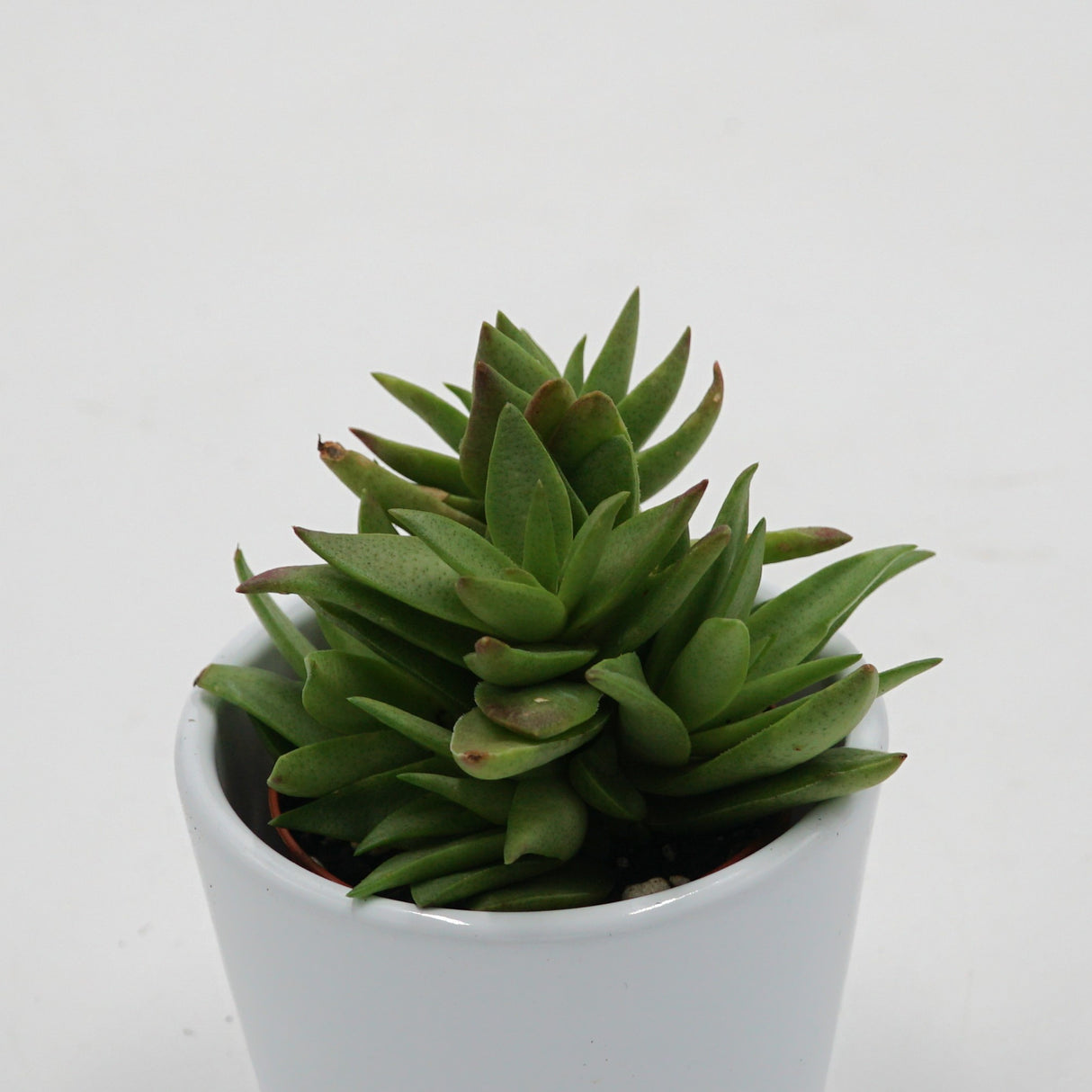 Crassula capitella - 5,5cm