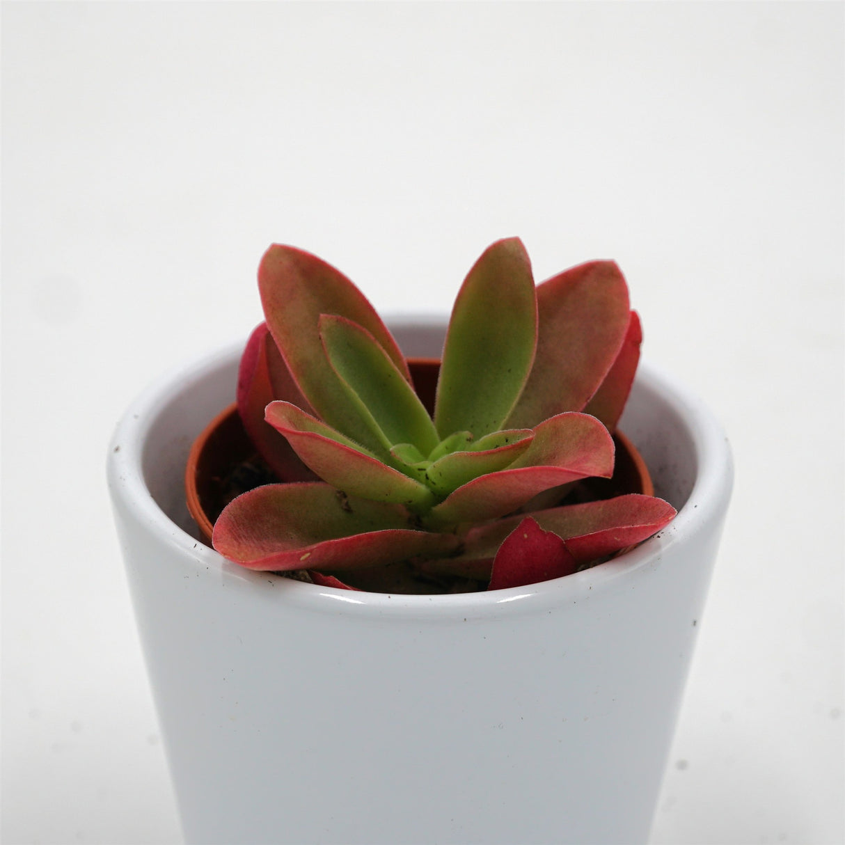 Crassula capitella Campfire - 5,5cm