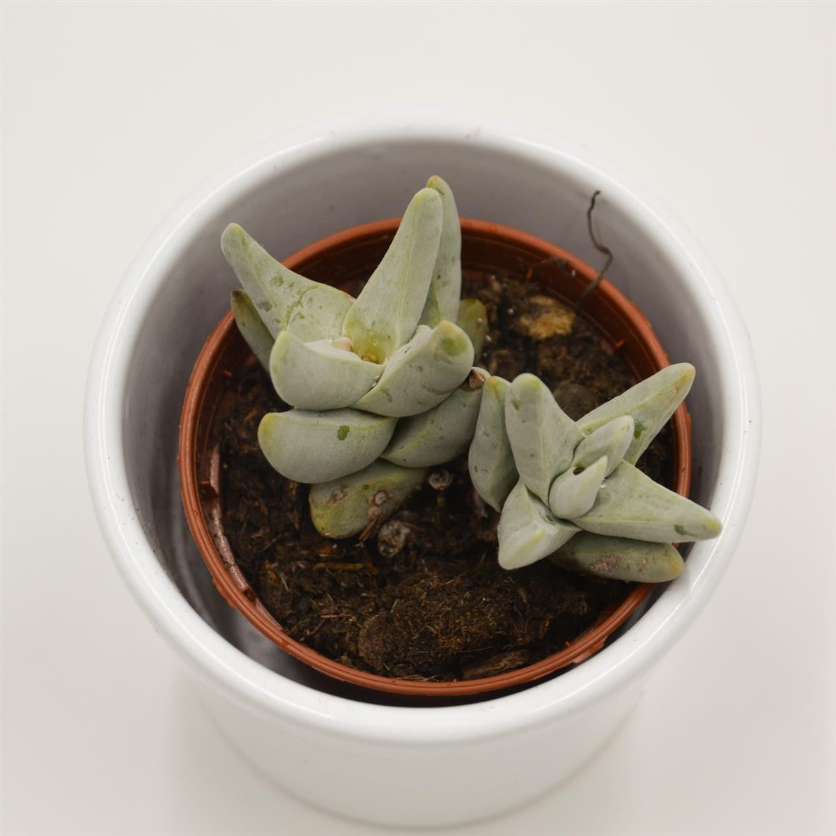 Crassula cornuta - 5,5cm