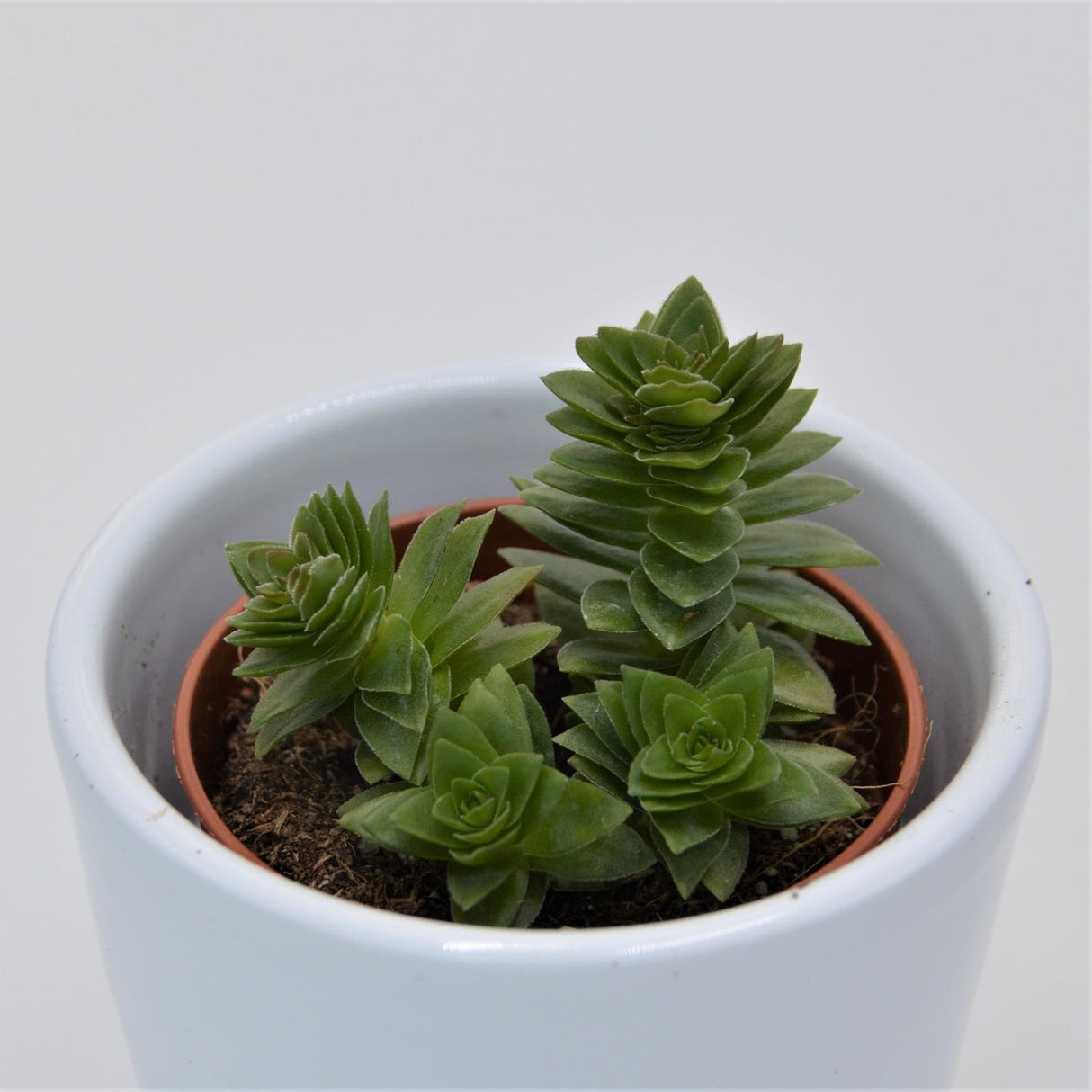 Crassula estagnol - 5,5cm