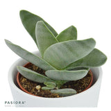 Crassula falcata - 6cm