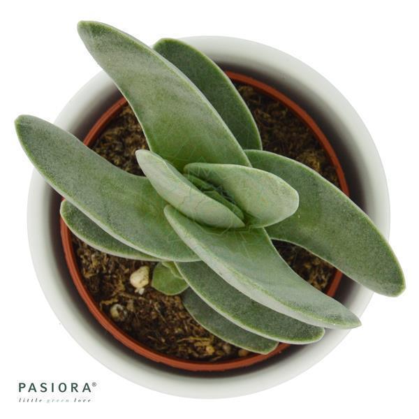 Crassula falcata - 6cm