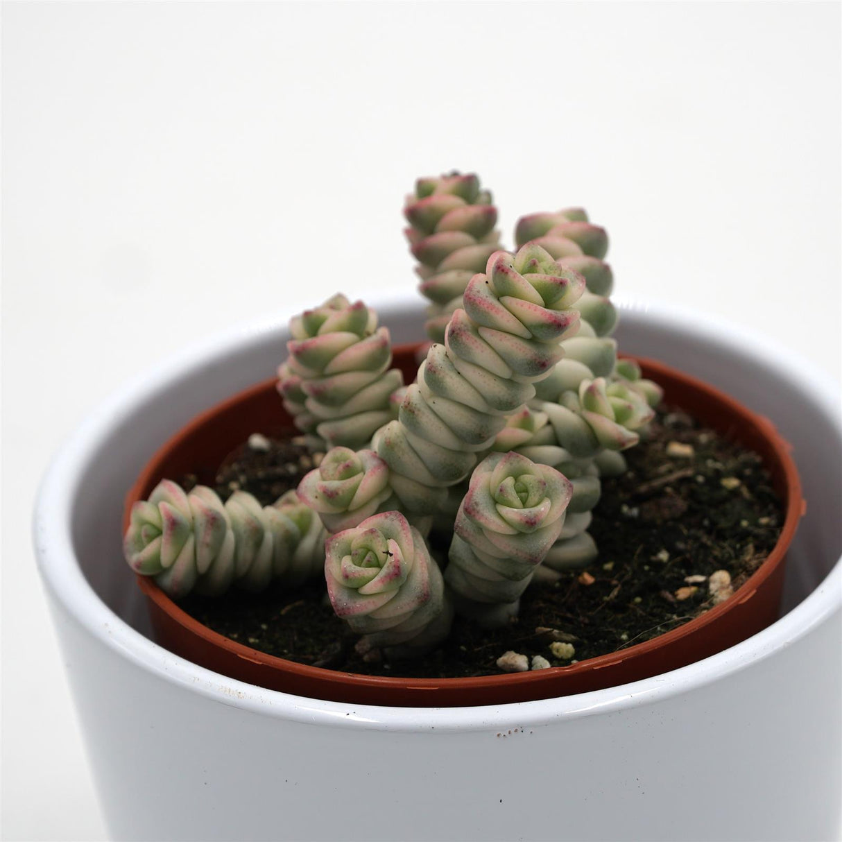 Crassula Fantasy - 8,5cm