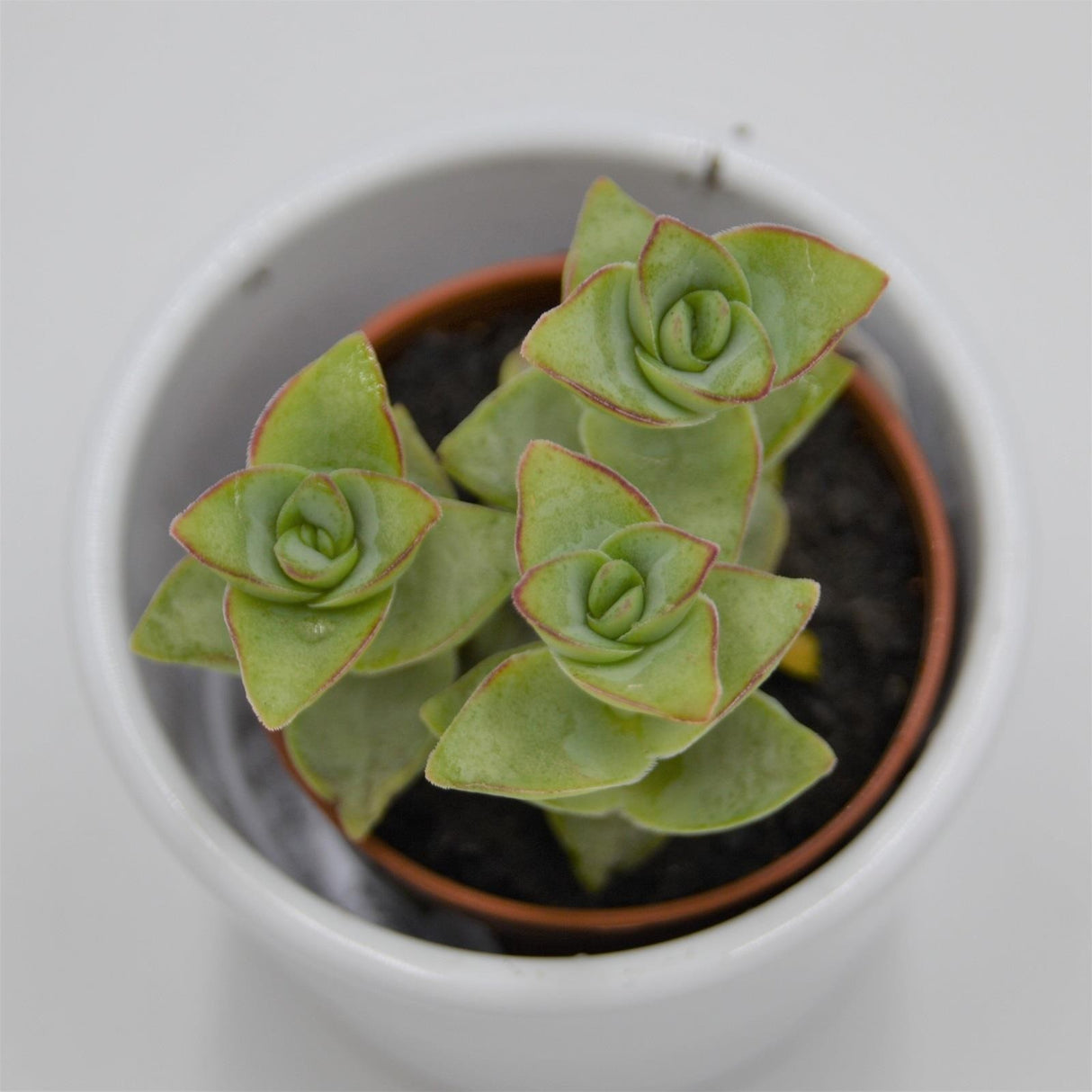 Crassula perforata Giant - 5.5cm