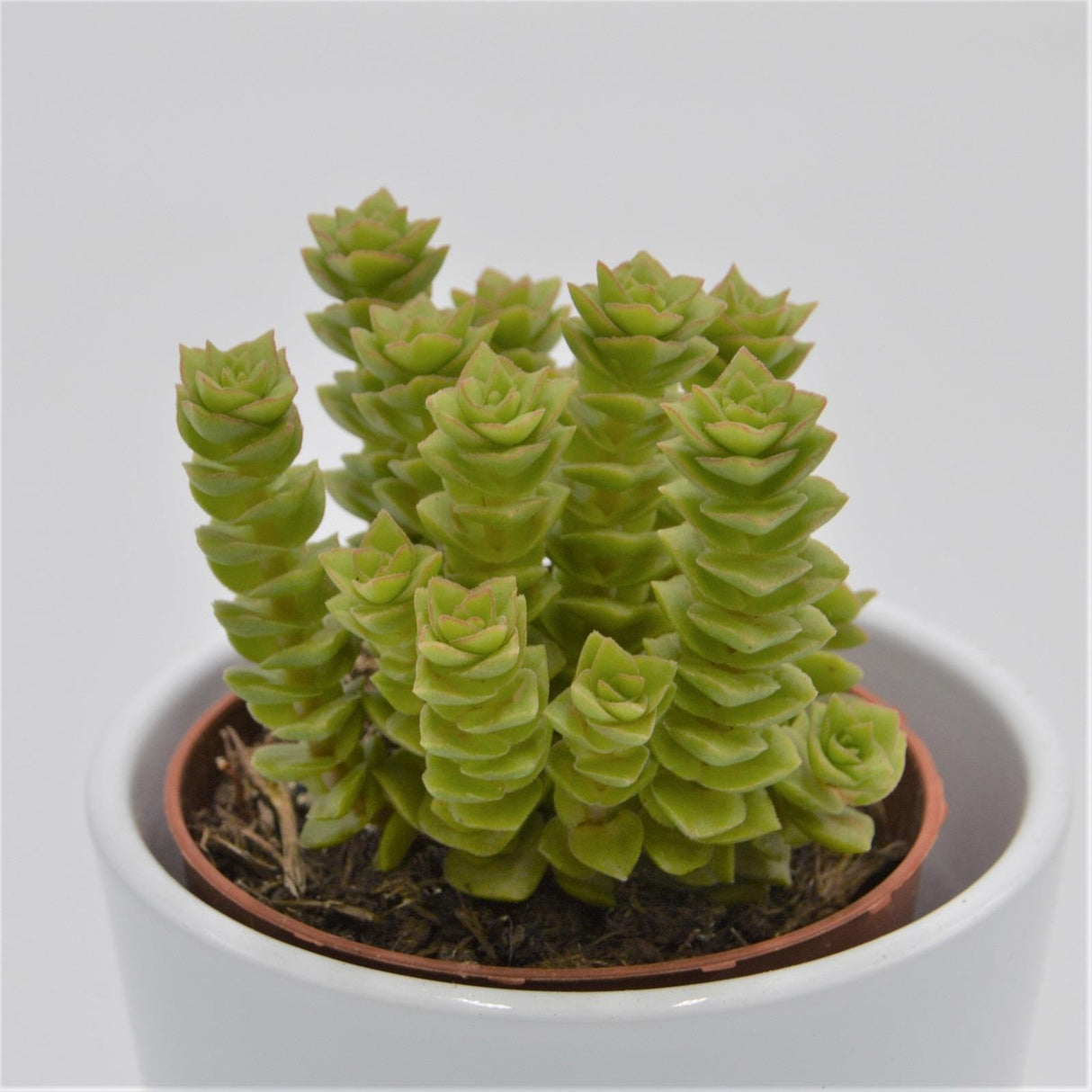 Crassula Green Pagoda - 8,5cm