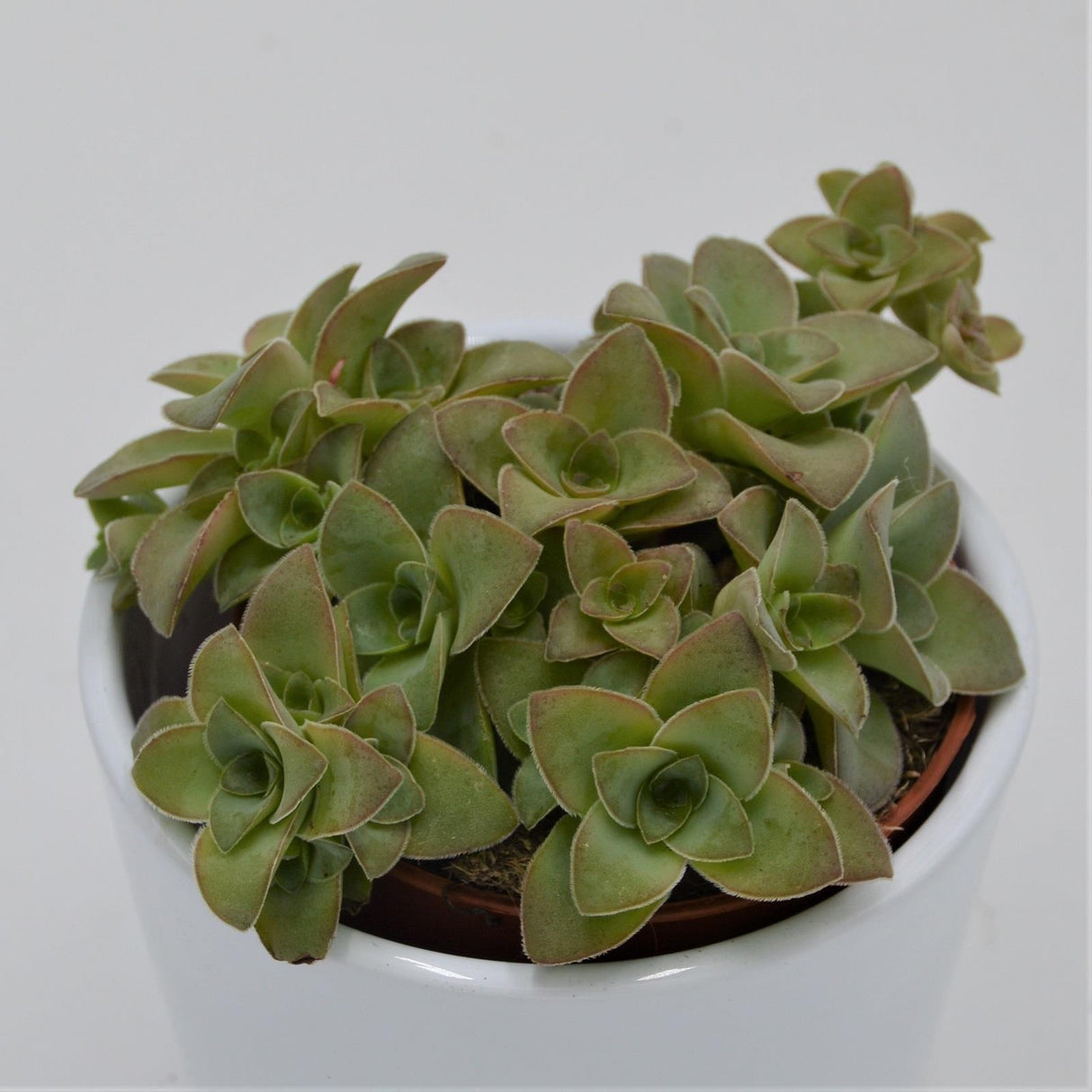 Crassula Green Trumpet - 8,5cm