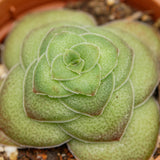 Crassula hemisphaerica - 5,5cm