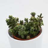 Crassula hirtipes - 8,5cm
