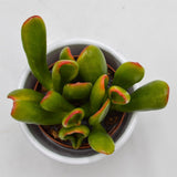 Crassula Hobbit Sunsest - 5,5cm