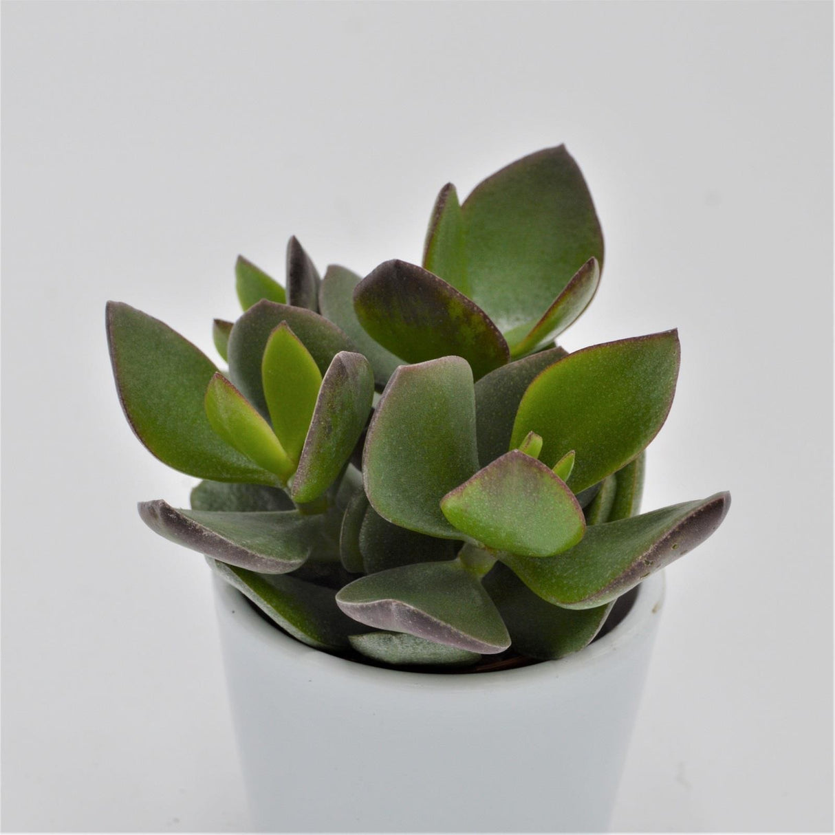 Crassula Hulk - 5,5cm