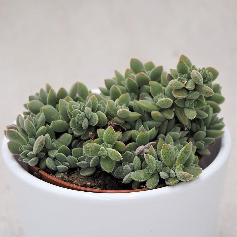 Crassula lanuginosa - 8,5cm