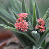 Crassula Lola Lopez - 8,5cm