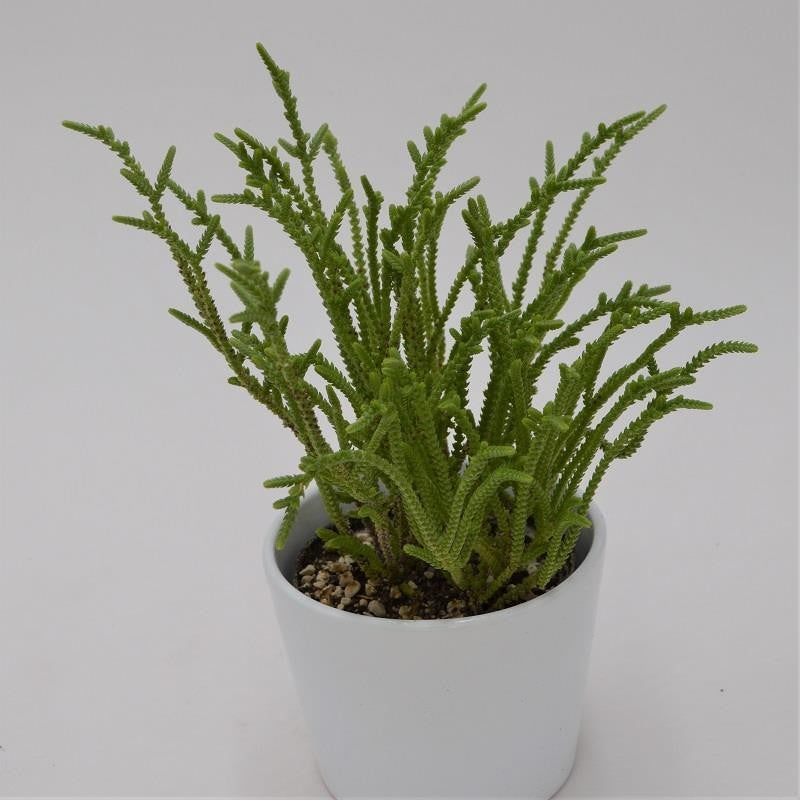 Crassula lycopodioides  - 10,5cm
