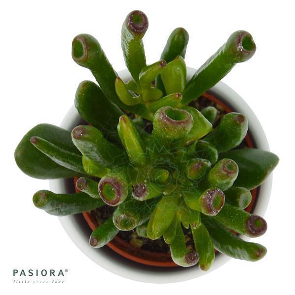 Crassula Coral - 6cm