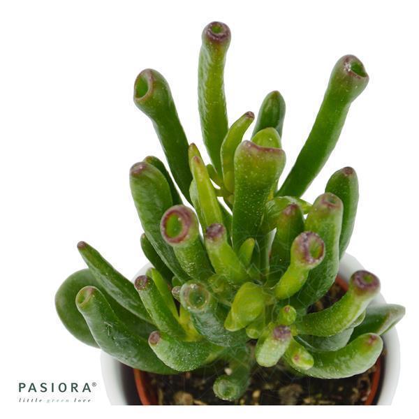 Crassula Coral - 6cm