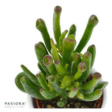 Ciao Crassula, 3 Stück